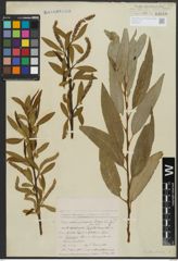 Foto von Salix alba L. x Salix fragilis L.